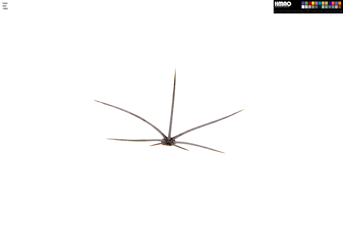 HMAO-002-1066 - Echinocereus mojavensis, USA, Arizona, Navajo Co.