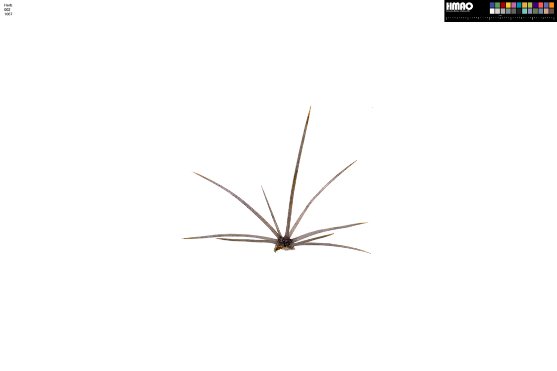 HMAO-002-1067 - Echinocereus mojavensis, USA, Arizona, Navajo Co.