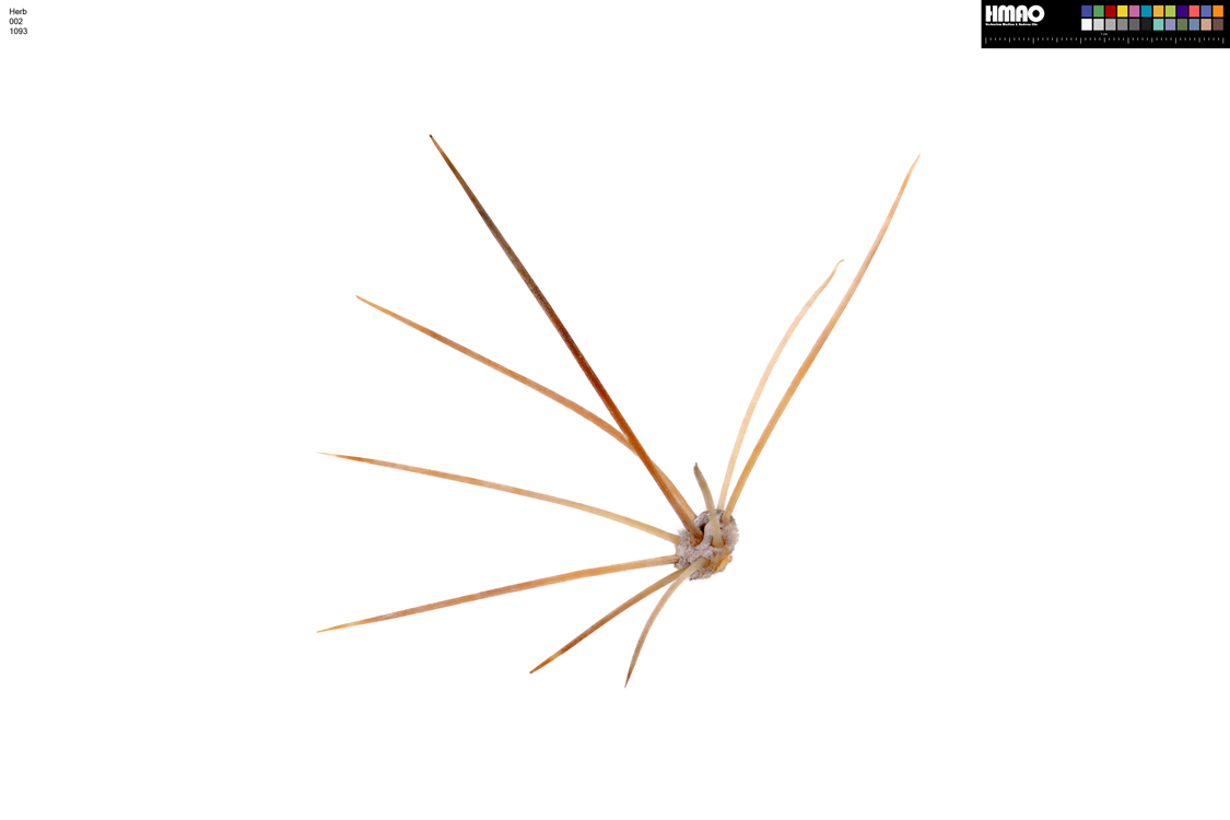 HMAO-002-1093 - Echinocereus mojavensis, USA, Arizona, Coconino Co.