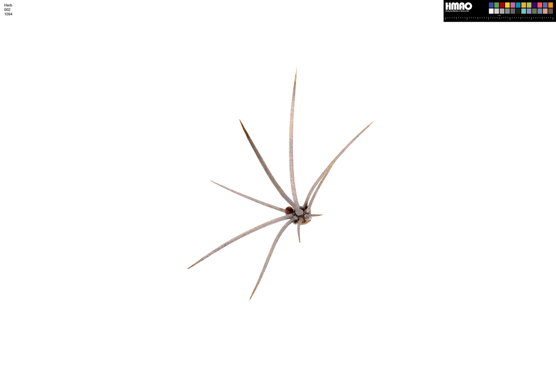 HMAO-002-1094 - Echinocereus mojavensis, USA, Arizona, Coconino Co.