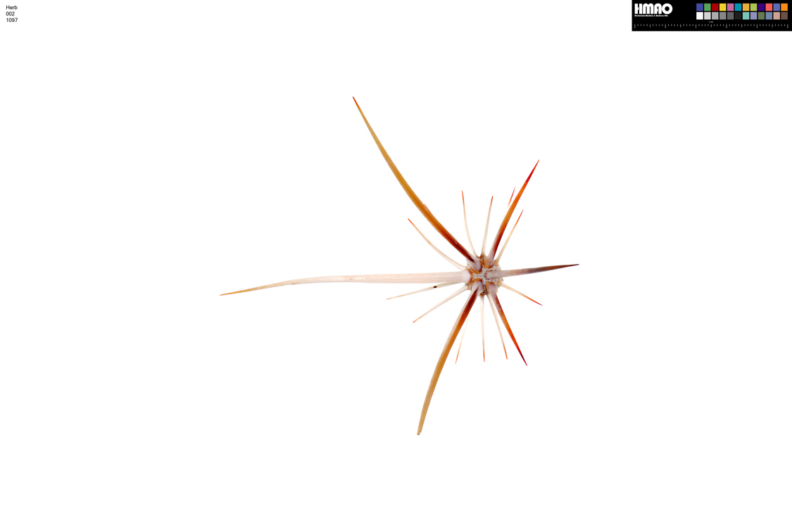 HMAO-002-1097 - Echinocereus relictus, USA, Arizona, Mohave Co.