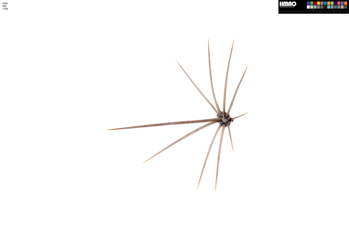 HMAO-002-1108 - Echinocereus mojavensis, USA, Arizona, Mohave Co.