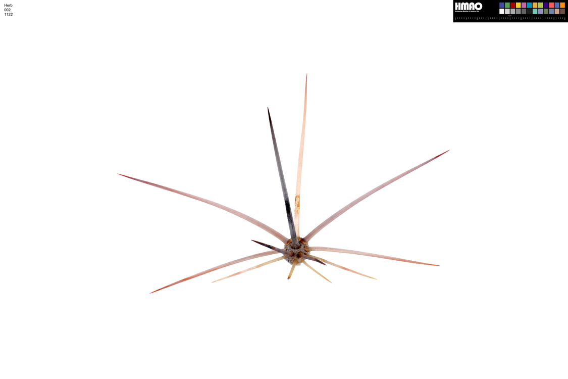 HMAO-002-1122 - Echinocereus bakeri, USA, Arizona, Mohave Co.
