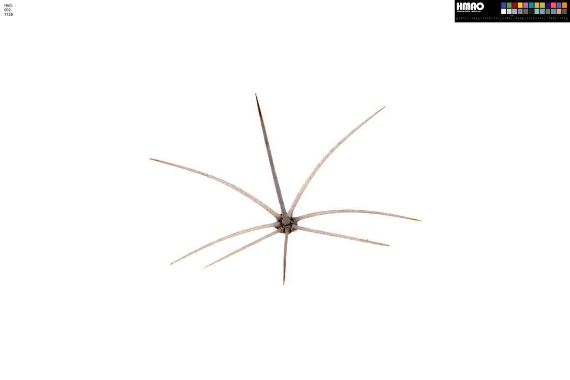 HMAO-002-1126 - Echinocereus mojavensis, USA, Arizona, Coconino Co.