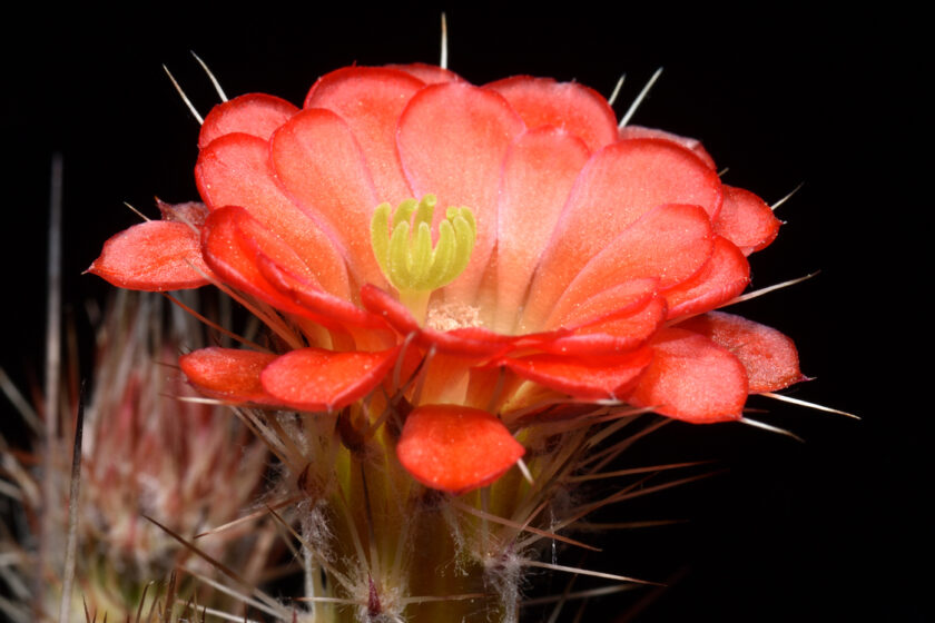 Echinocereus polyacanthus, Mexico, Durango, Durango - Mazatlan