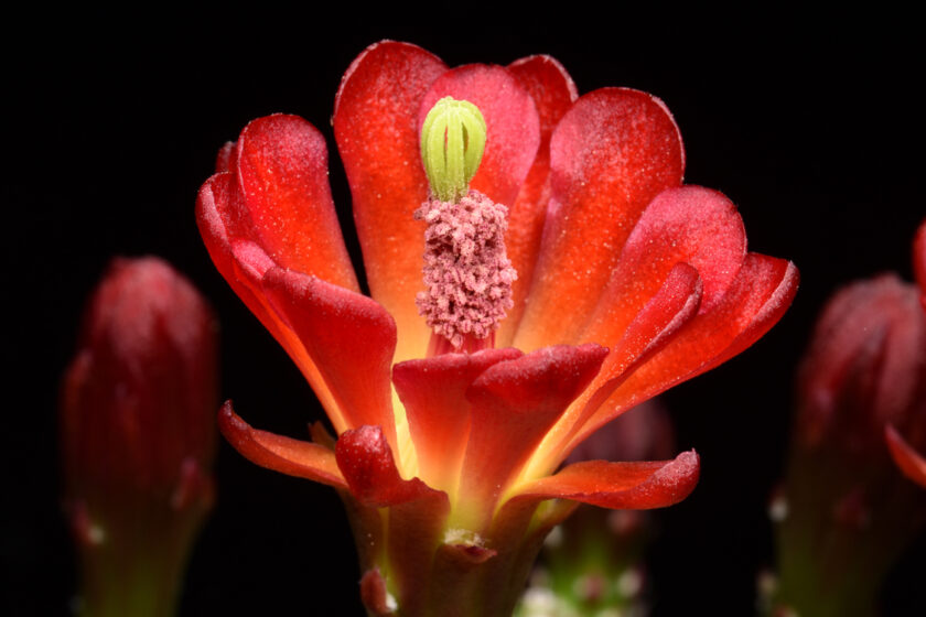 Echinocereus mojavensis fa. inermis, USA, Utah, Moab