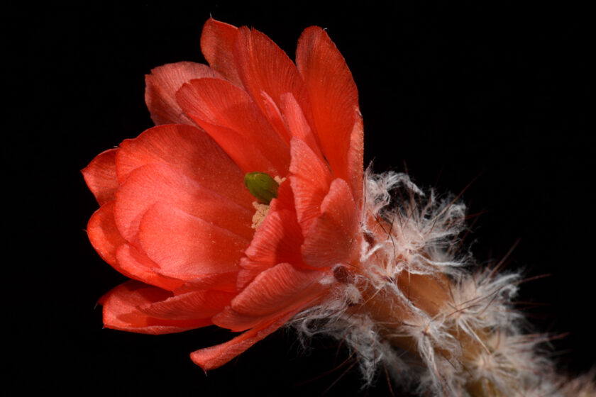 Echinocereus huitcholensis fa. plomosos, Mexico, Sinaloa, Jesus Maria