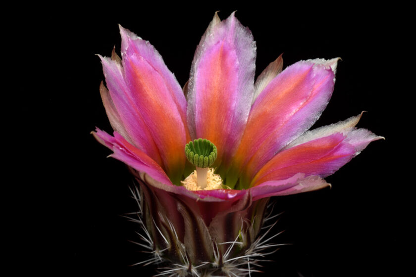Echinocereus dasyacanthus, USA, Texas, Pecos Co.