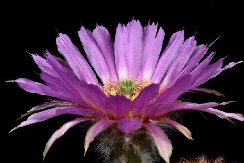 Echinocereus reichenbachii subsp. caespitosus, USA, Texas, Comal Co.