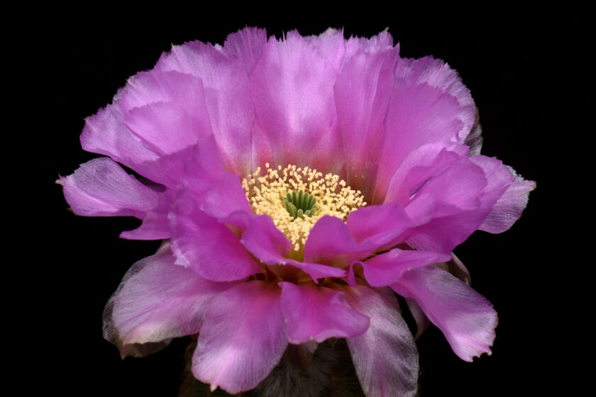 Echinocereus reichenbachii subsp. caespitosus, USA, Texas, Comal Co.