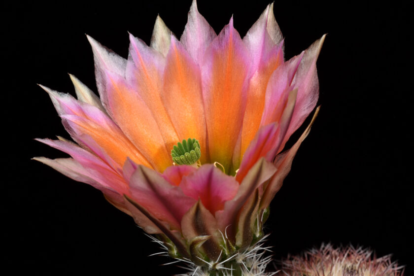 Echinocereus dasyacanthus, USA, Texas, Pecos Co.