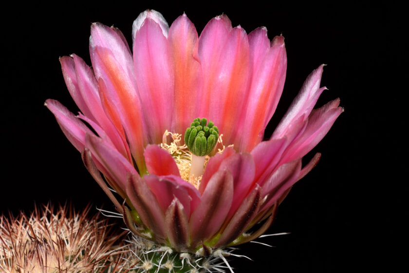 Echinocereus dasyacanthus, Mexico, Chihuahua, El Sancho, Naturhybride