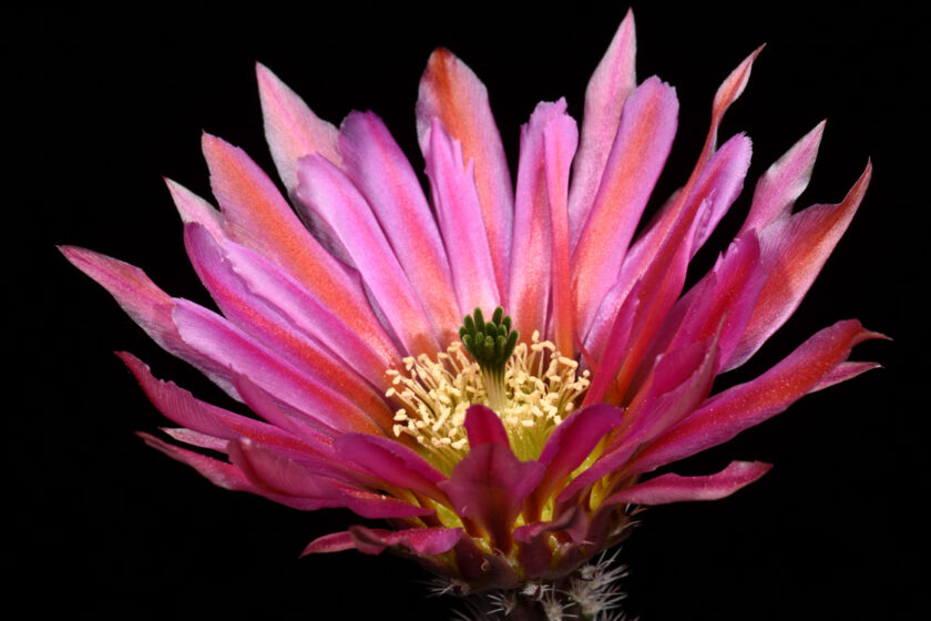 Echinocereus pectinatus, Mexico, Detras