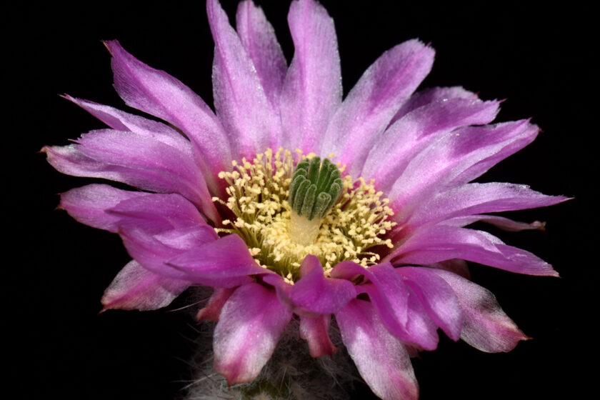 Echinocereus reichenbachii subsp. perbellus, USA, Texas, Midland Co.