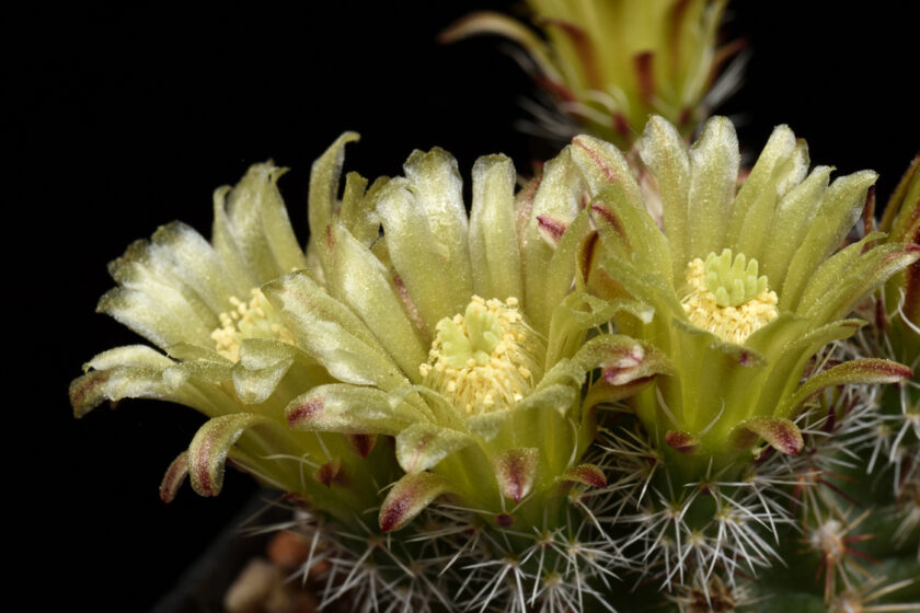 Echinocereus viridiflorus, USA, New Mexico, Bernalillo Co.