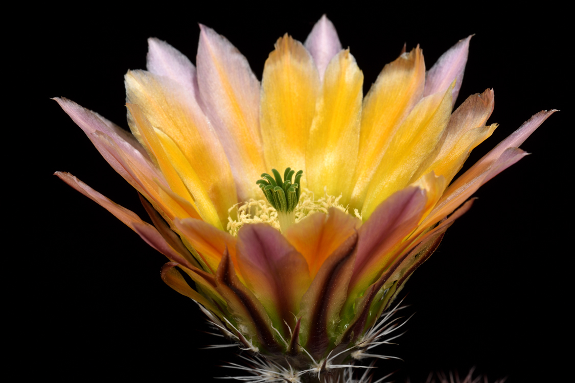 Echinocereus dasyacanthus, USA, Texas, Pecos Co., Bakersfield