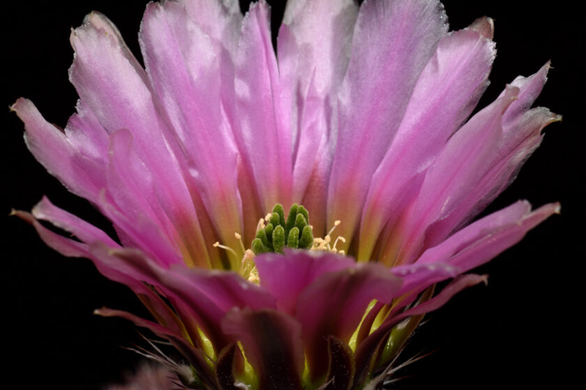 Echinocereus pectinatus, Mexico, Detras