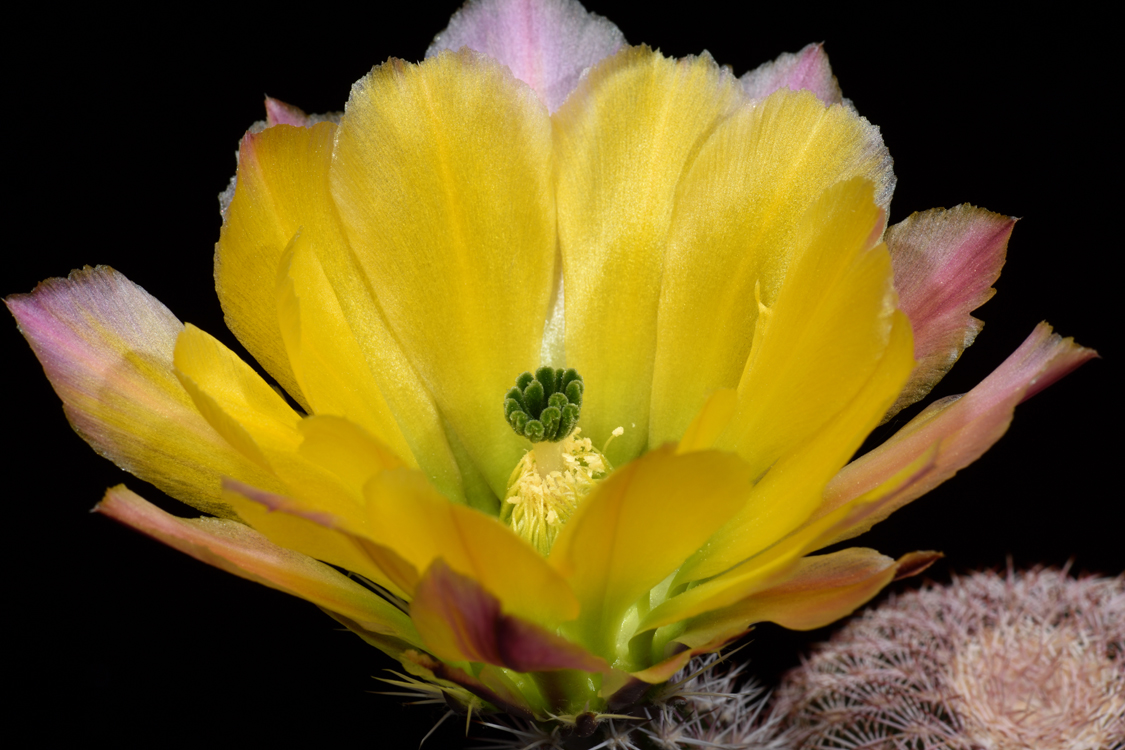Echinocereus pectinatus, Mexico, Detras