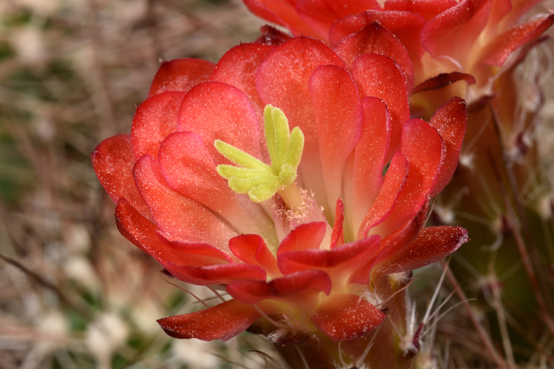 Echinocereus bakeri, USA, Utah, Virgin - Zion