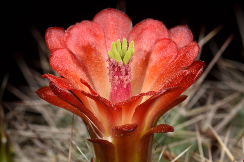 Echinocereus mojavensis, USA, Arizona, Flagstaff - Jacob Lake