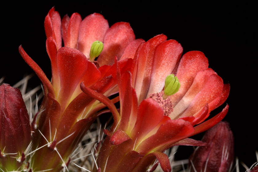 Echinocereus mojavensis, USA, Utah, Ponderosa Ranch