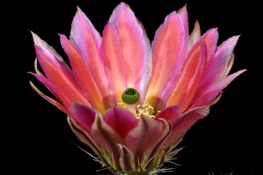 Echinocereus dasyacanthus, USA, Texas, Pecos Co.