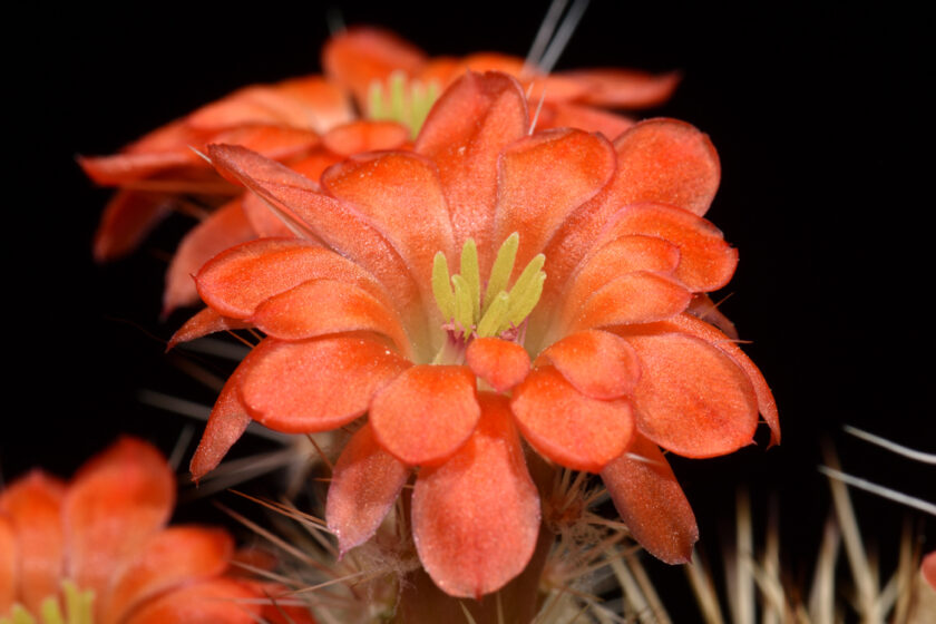 Echinocereus polyacanthus, Mexico, Durango, General Escobedo, LAU1379
