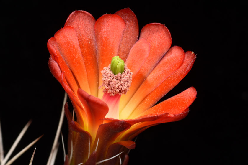 Echinocereus mojavensis, USA, Utah, Capitol Reef