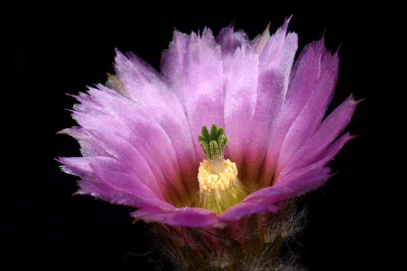 Echinocereus reichenbachii subsp. caespitosus, USA, Texas, Deep Creek