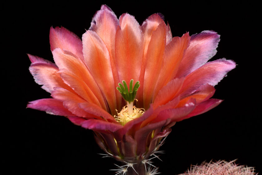 Echinocereus pectinatus, Mexico, Delante