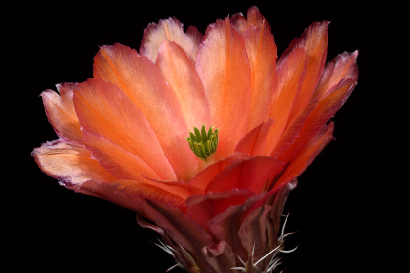 Echinocereus pectinatus, Mexico, Delante