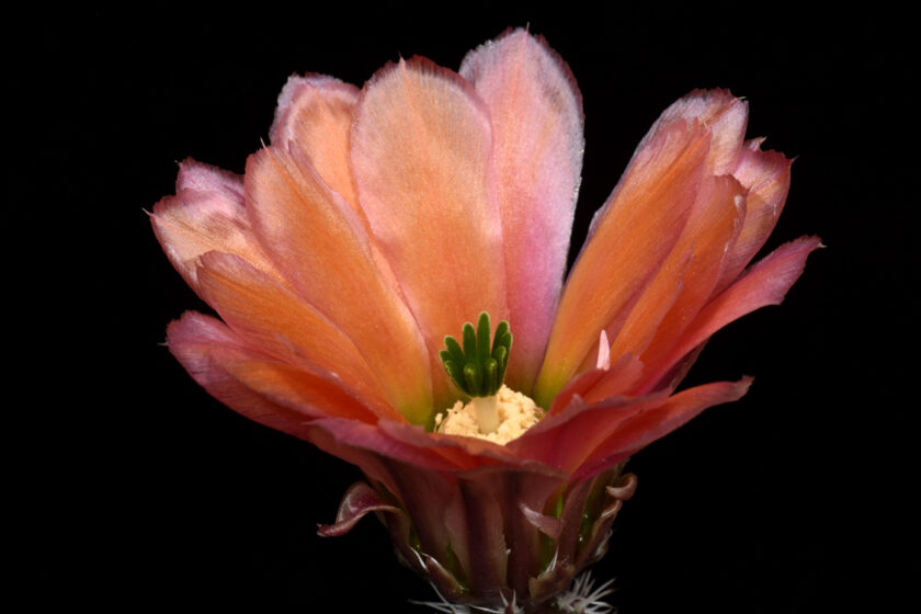 Echinocereus pectinatus, Mexico, Delante