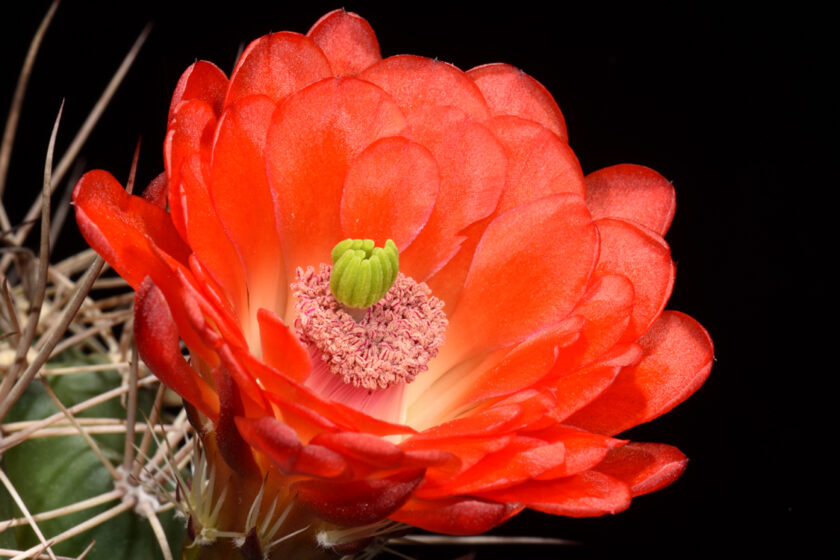 Echinocereus coccineus subsp. transpecosensis, USA, Texas, Hudspeth Co.