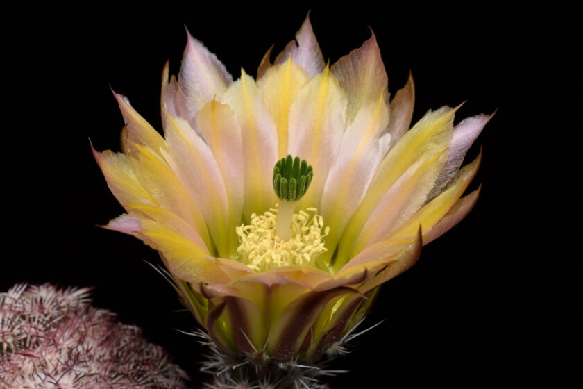 Echinocereus pectinatus, Mexico, Delante