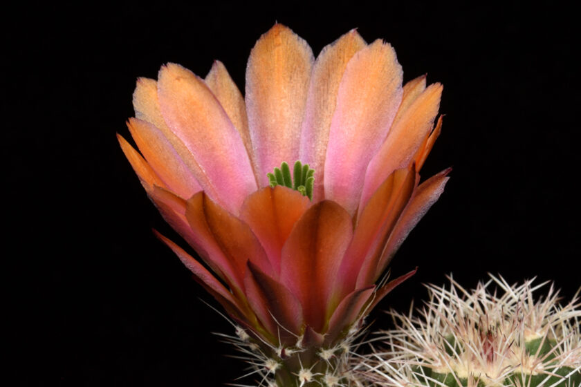 Echinocereus xlloydii, USA, Texas
