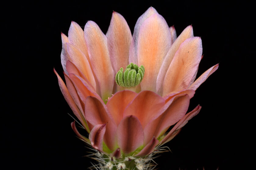 Echinocereus xlloydii, USA, Texas