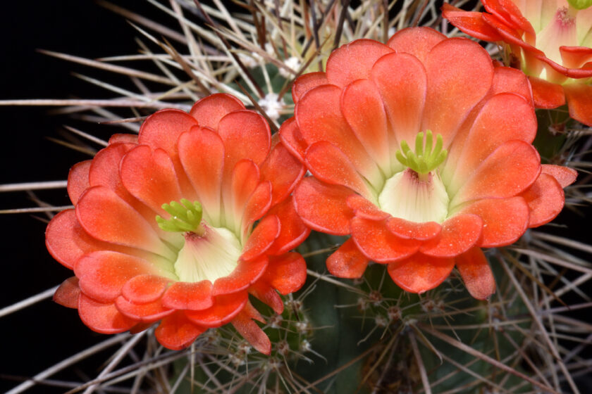 Echinocereus coccineus, USA, New Mexico, Ladrone Mts., SB0850