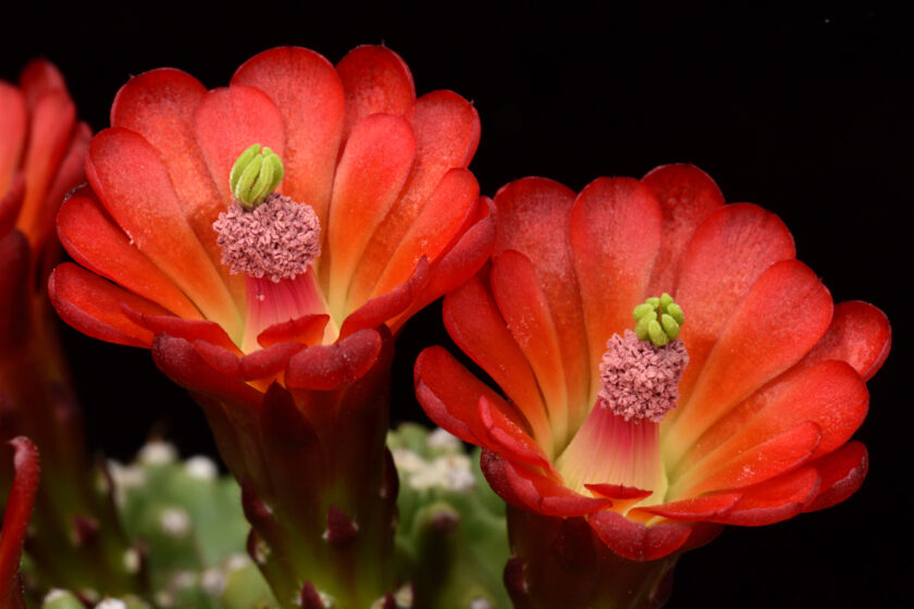 Echinocereus mojavensis fa. inermis, USA, Utah, Moab