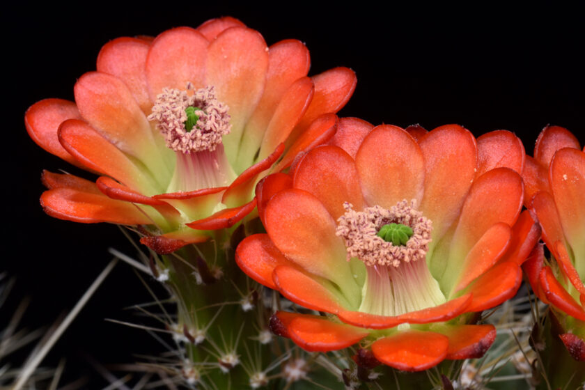 Echinocereus coccineus, USA, New Mexico, Manzano Mts.