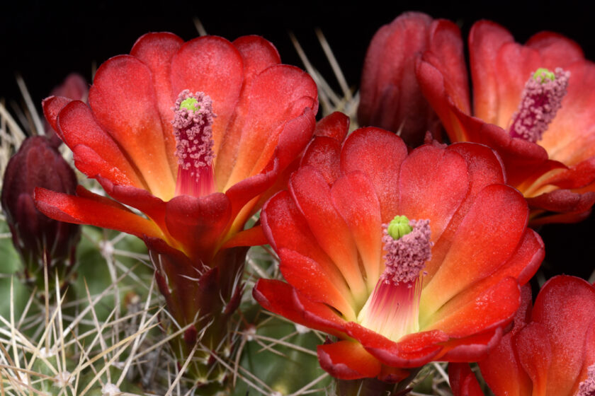 Echinocereus mojavensis, USA, Utah, Moab