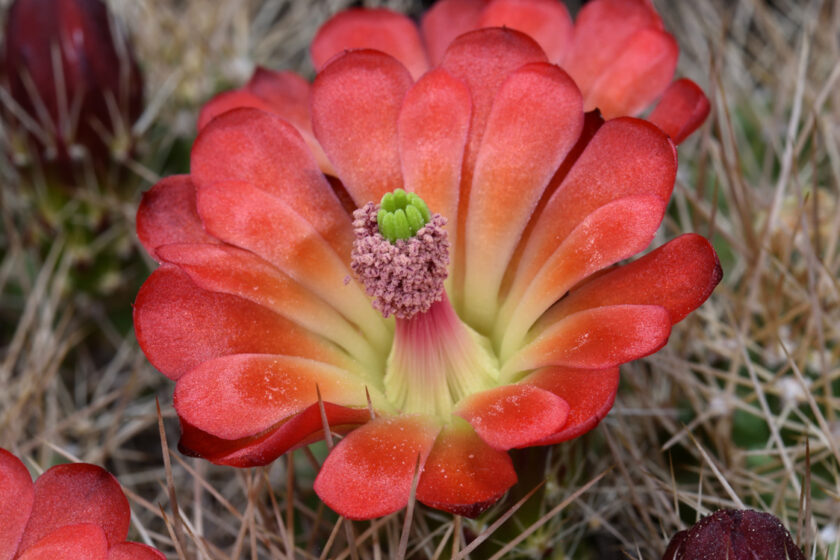 Echinocereus mojavensis, USA, Arizona, Desert View