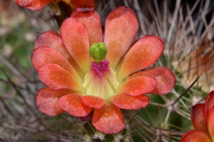 Echinocereus bakeri, USA, Utah, Hurricane - Virgin