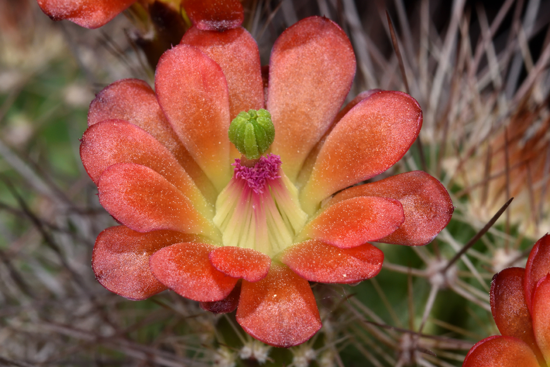 Echinocereus bakeri, USA, Utah, Hurricane - Virgin