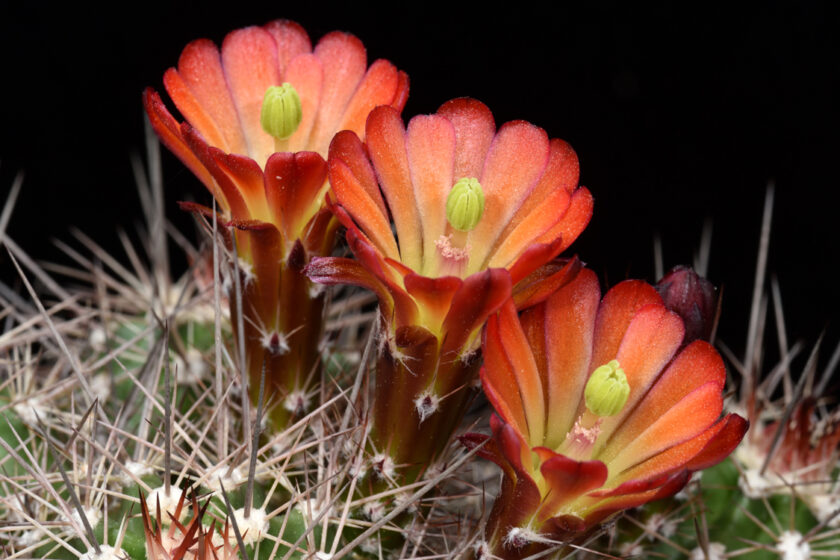 Echinocereus bakeri, USA, Utah, Hurricane - Virgin