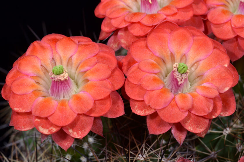 Echinocereus polyacanthus, Mexico, Chihuahua, Creel - Samachic