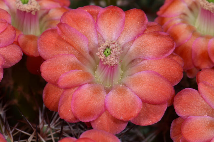 Echinocereus polyacanthus, Mexico, Chihuahua, Gomez Fario