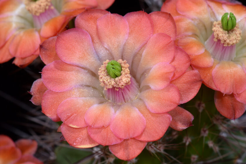 Echinocereus polyacanthus, Mexico, Durango, Durango - Mazatlan