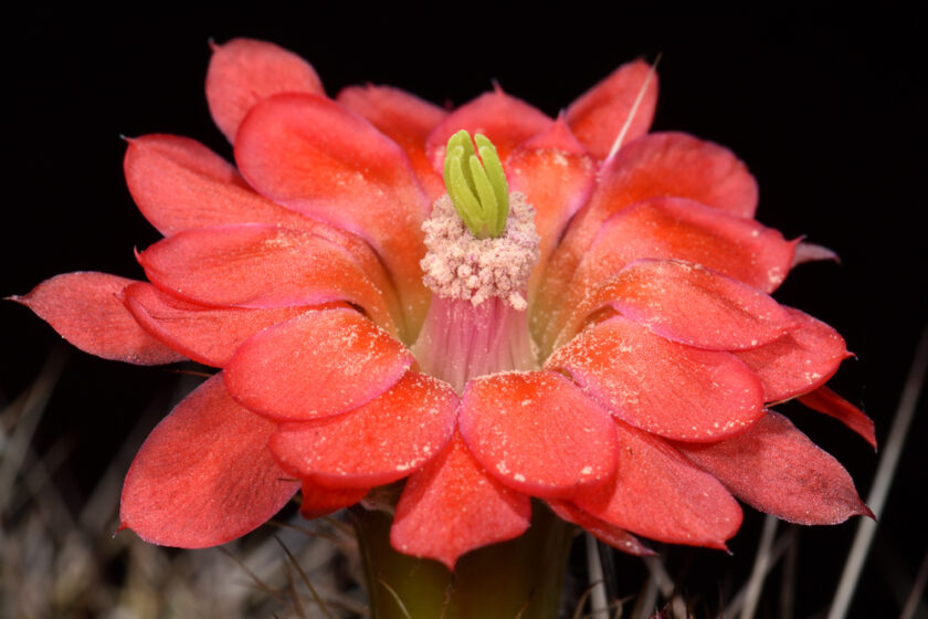 Echinocereus polyacanthus, Mexico, Chihuahua, Basaseachic