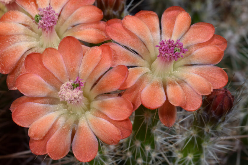 Echinocereus polyacanthus, Mexico, Durango, Durango - Mazatlan