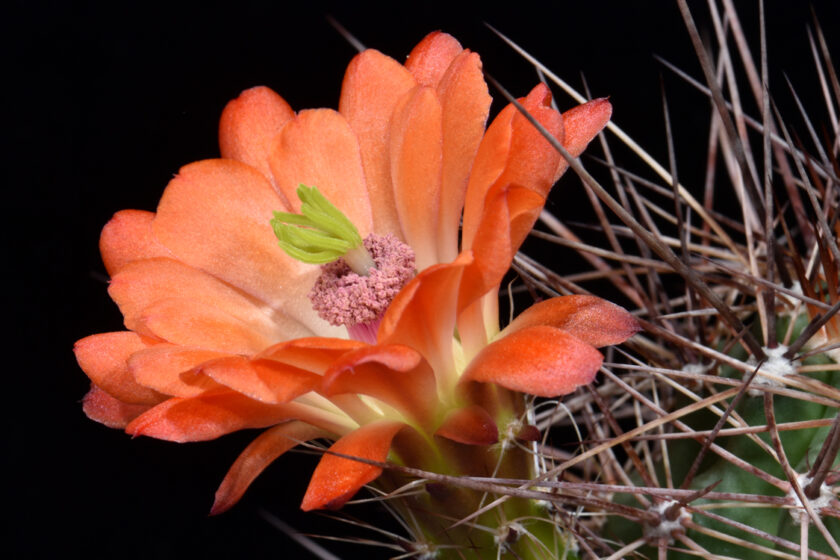 Echinocereus coccineus subsp. transpecosensis, USA, Texas, Van Hoorn